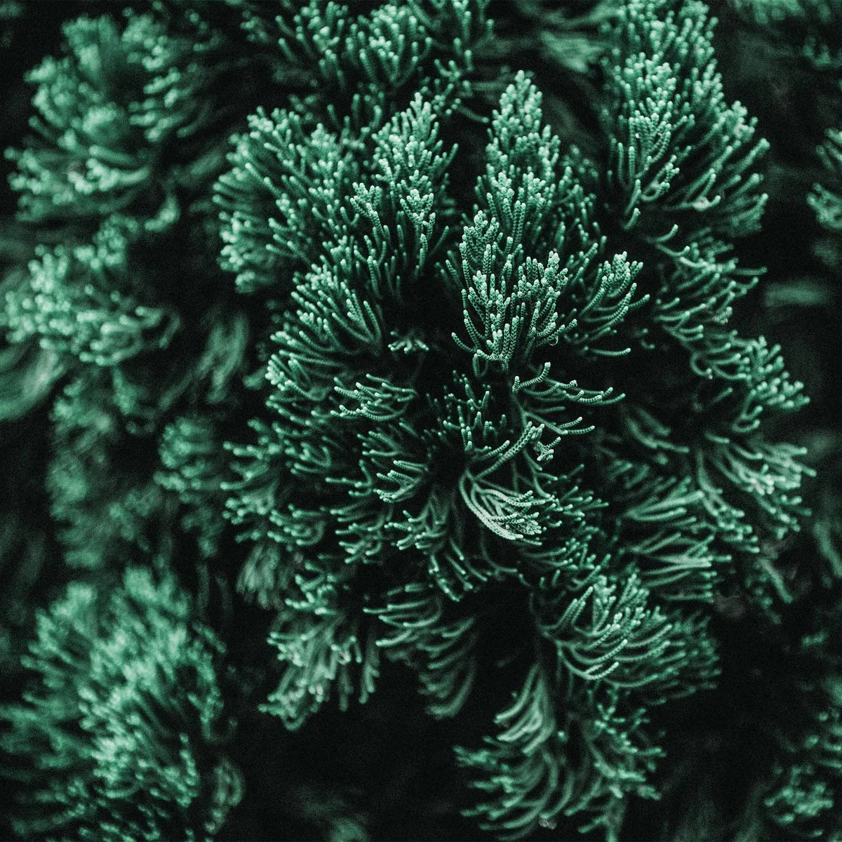 Pine Green