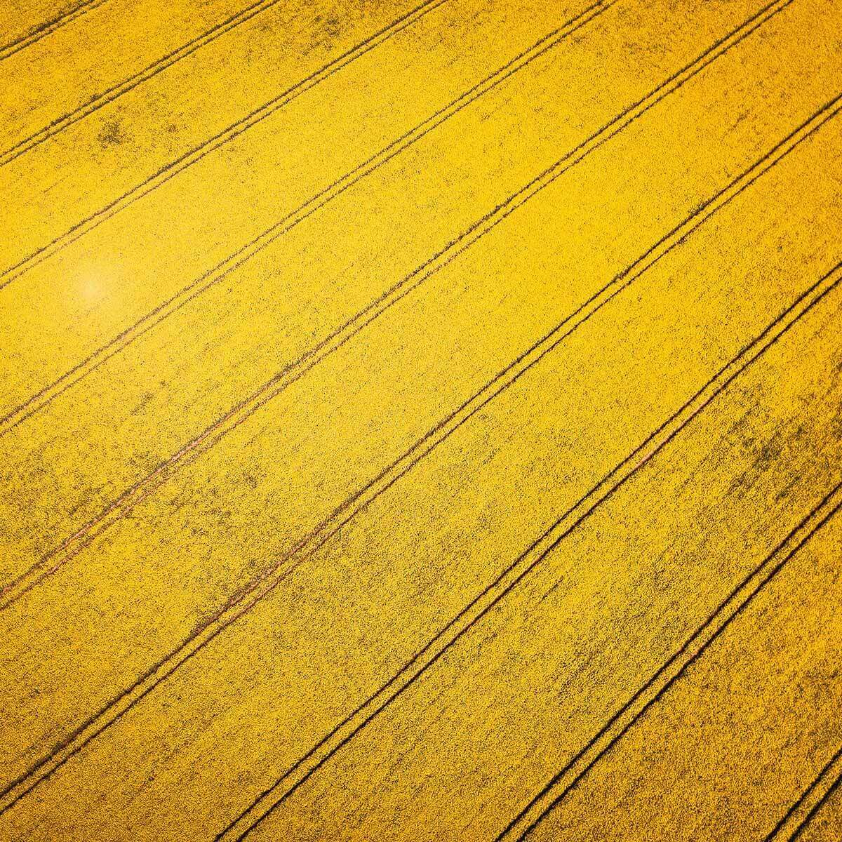 Burned Yellow